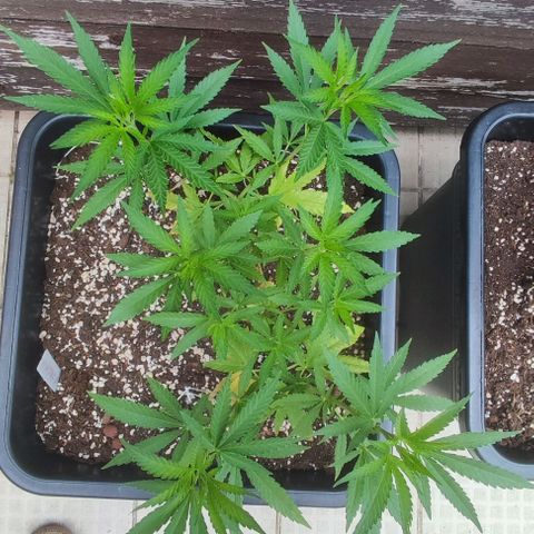 Hella Jelly growlog timeline photo