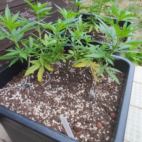 Hella Jelly growlog timeline photo