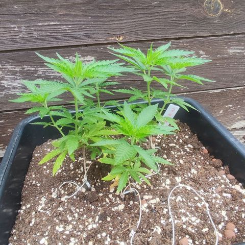 Tropimango growlog timeline photo