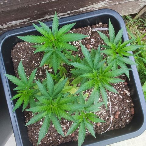 Tropimango growlog timeline photo