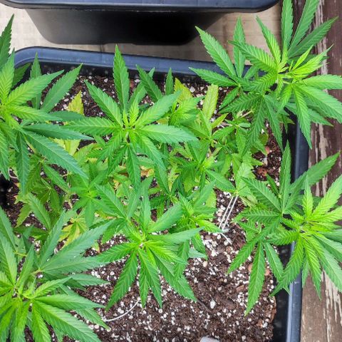 Hella Jelly growlog timeline photo
