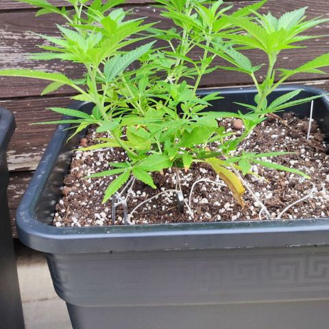 Hella Jelly growlog timeline photo