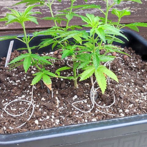 Tropimango growlog timeline photo