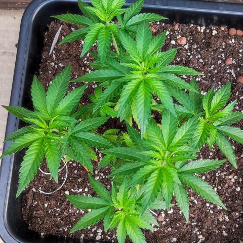 Tropimango growlog timeline photo
