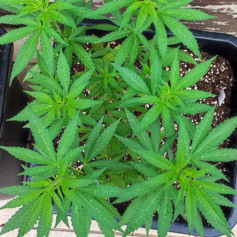 Hella Jelly growlog timeline photo