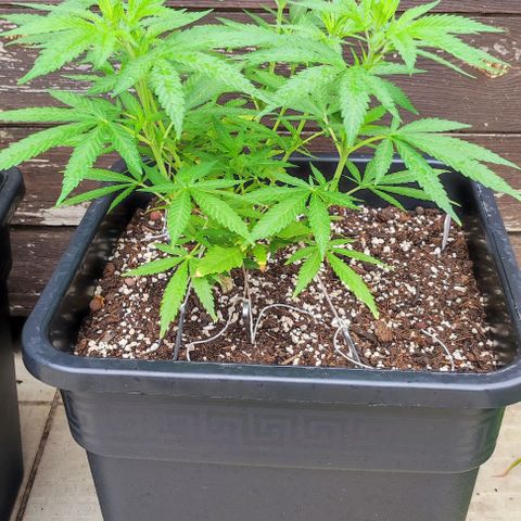 Hella Jelly growlog timeline photo