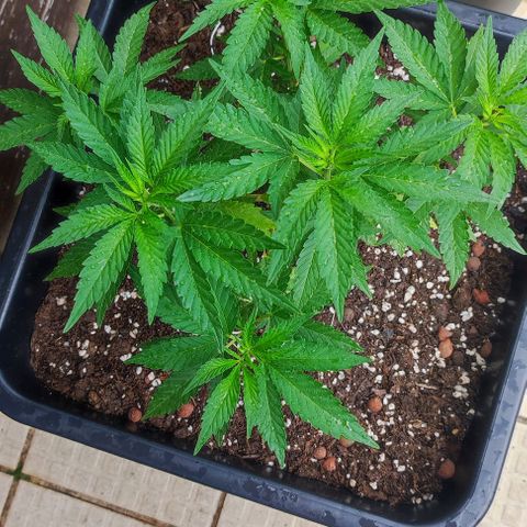 Tropimango growlog timeline photo