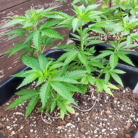 Tropimango growlog timeline photo