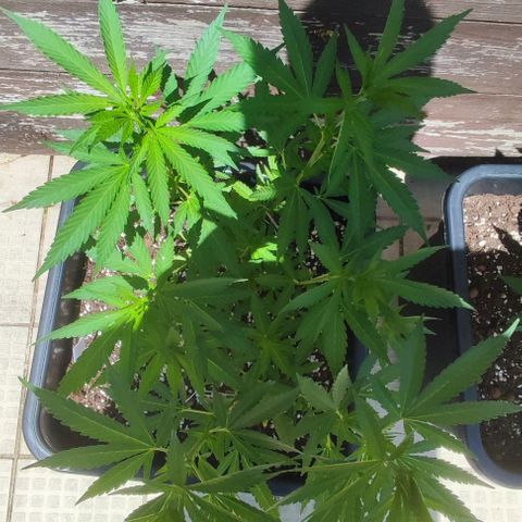 Hella Jelly growlog timeline photo