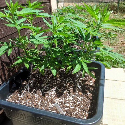 Hella Jelly growlog timeline photo