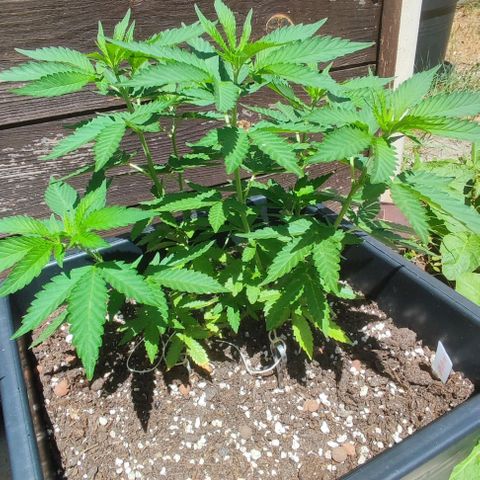 Tropimango growlog timeline photo