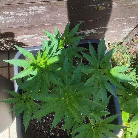 Tropimango growlog timeline photo