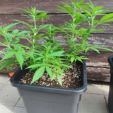 Hella Jelly growlog timeline photo