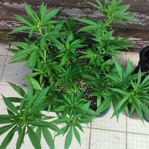 Hella Jelly growlog timeline photo
