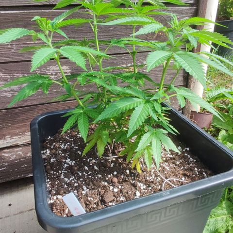 Tropimango growlog timeline photo