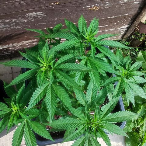Tropimango growlog timeline photo