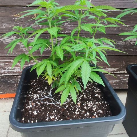Tropimango growlog timeline photo