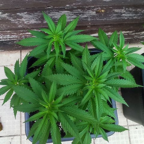 Tropimango growlog timeline photo
