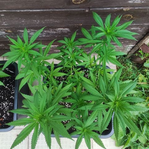 Hella Jelly growlog timeline photo