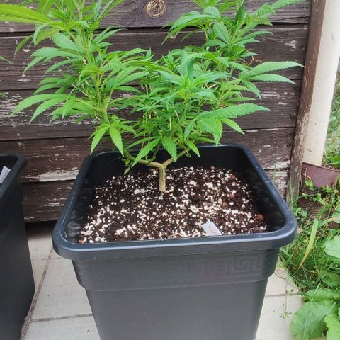 Hella Jelly growlog timeline photo