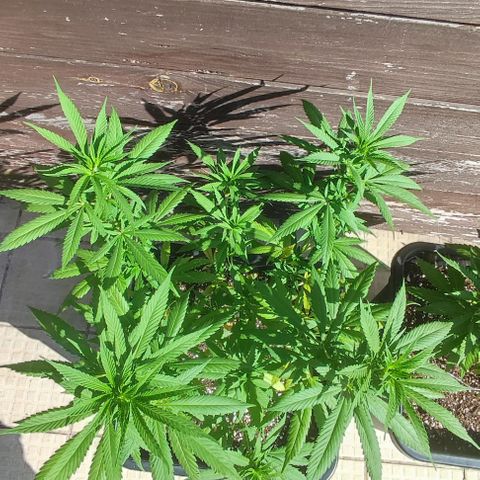 Hella Jelly growlog timeline photo