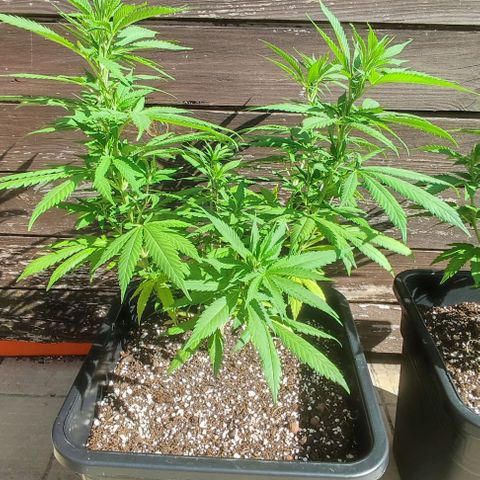 Hella Jelly growlog timeline photo