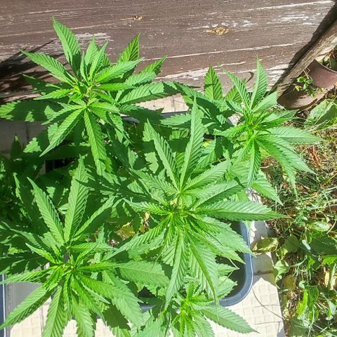 Tropimango growlog timeline photo