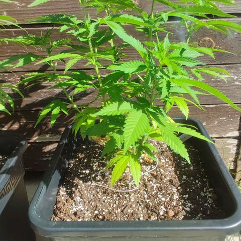 Tropimango growlog timeline photo