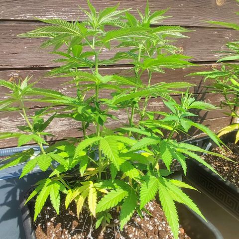 Tropimango growlog timeline photo
