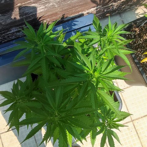 Tropimango growlog timeline photo