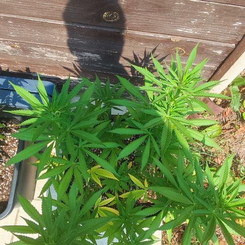 Hella Jelly growlog timeline photo