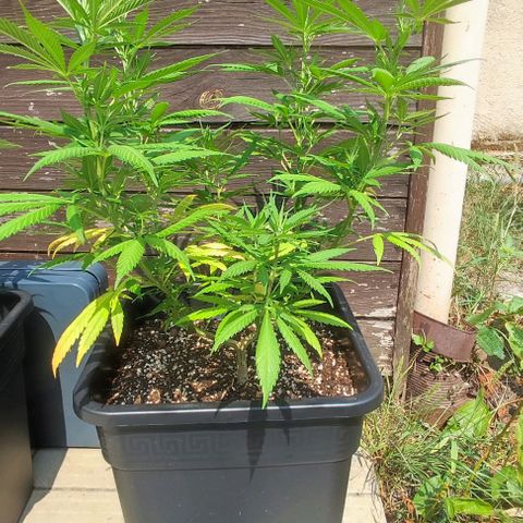 Hella Jelly growlog timeline photo