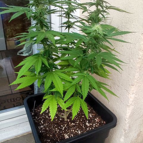Tropimango growlog timeline photo