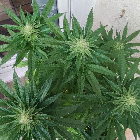 Tropimango growlog timeline photo