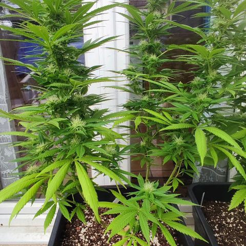 Hella Jelly growlog timeline photo