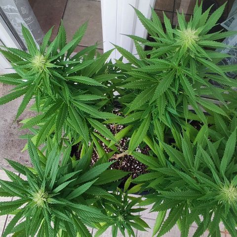 Hella Jelly growlog timeline photo