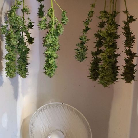 Hella Jelly growlog timeline photo