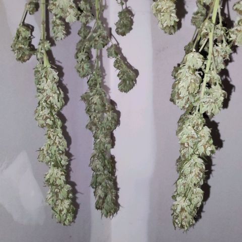 Hella Jelly growlog timeline photo