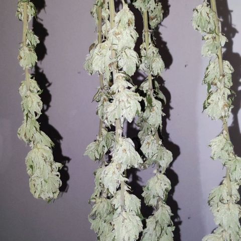 Tropimango growlog timeline photo
