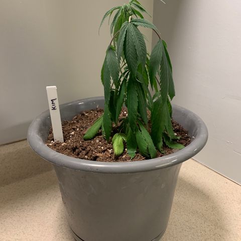 Kim growlog photo: Still really shocked from transplant. Droopy, discolored bottom leaves. 