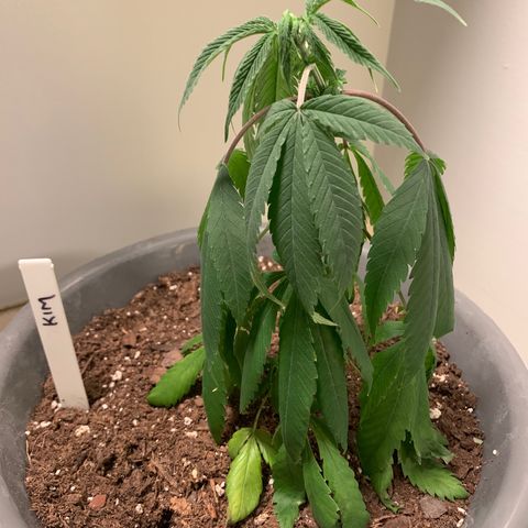 Kim growlog photo: Still really shocked from transplant. Droopy, discolored bottom leaves. 