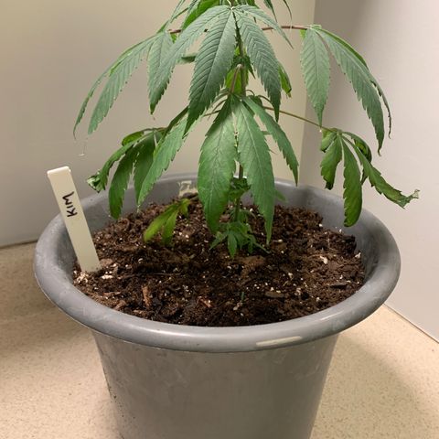 Kim growlog timeline photo