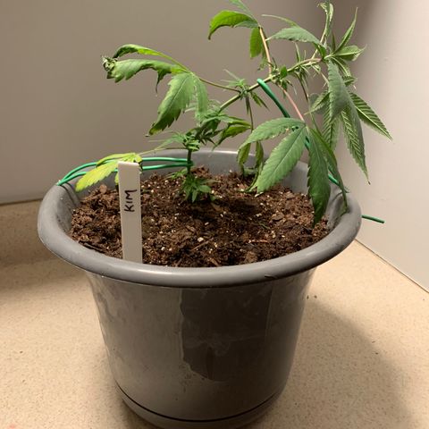 Kim growlog photo: First LST set up
