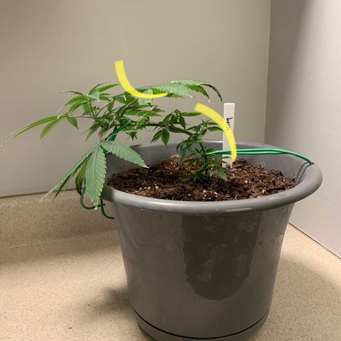 Kim growlog photo: Looking good after LST Stage 1. Not long enough for Stage 2. 