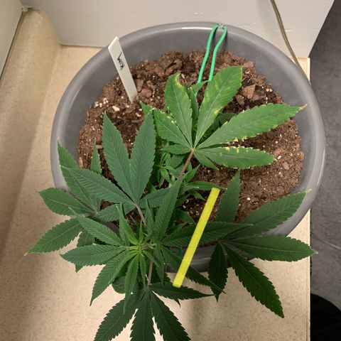 Kim growlog photo: Looking good after LST Stage 1. Not long enough for Stage 2. 
