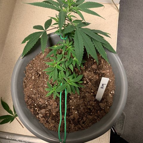 Kim growlog timeline photo