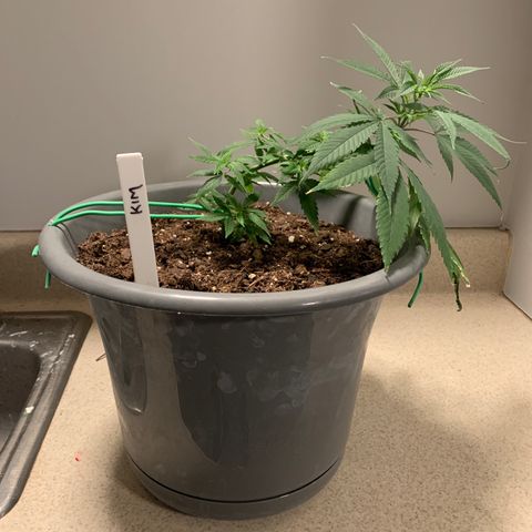 Kim growlog timeline photo