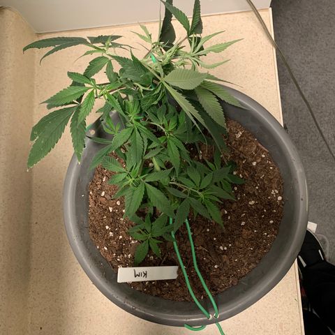 Kim growlog timeline photo