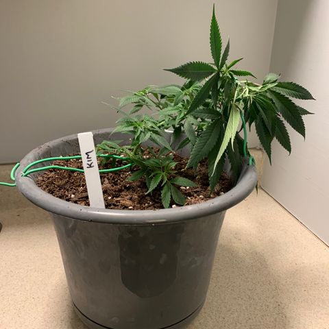 Kim growlog timeline photo