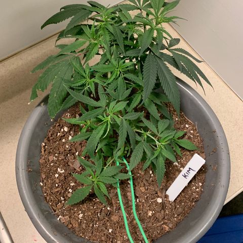Kim growlog timeline photo